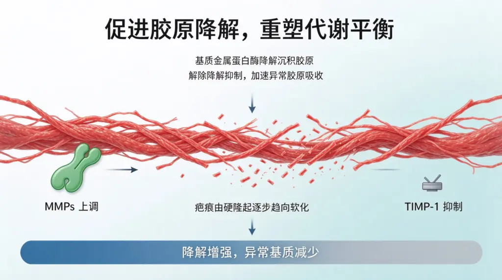 曲安奈德抑制增生疤痕成纤维细胞与胶原合成机制